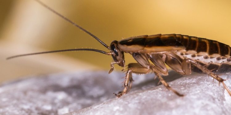 Logran resolver el misterio del origen y la propagación global de la cucaracha alemana