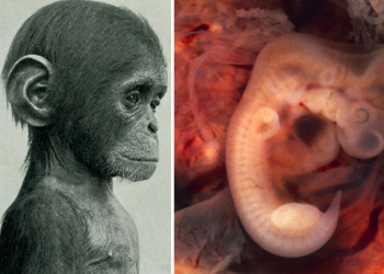 Los cientí­ficos crean los primeros embriones quiméricos de mono humano que pueden sobrevivir hasta 20 dí­as