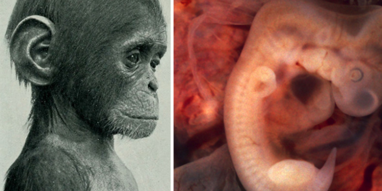 Los cientí­ficos crean los primeros embriones quiméricos de mono humano que pueden sobrevivir hasta 20 dí­as