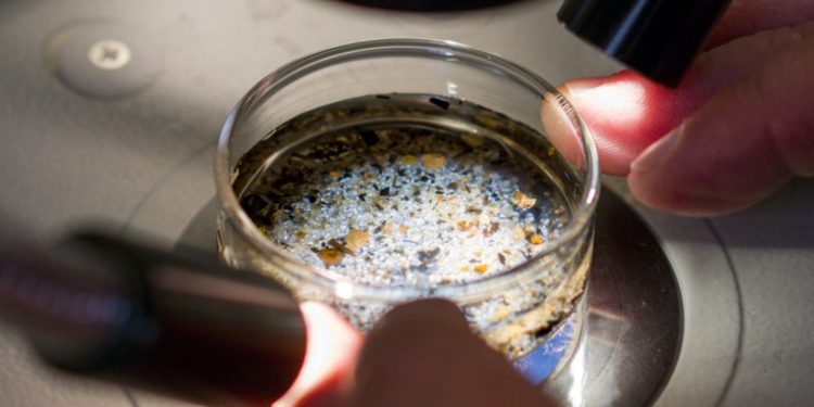 Los microplásticos ya están presentes en los seres vivos recién nacidos