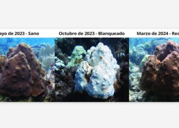 Los océanos están sufriendo un blanqueo masivo de los corales y esta es la razón