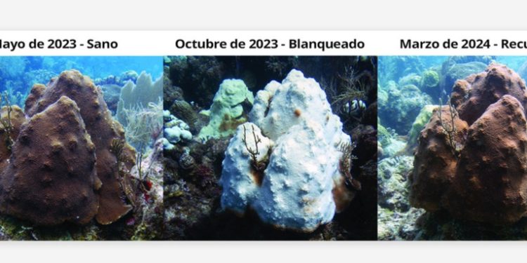 Los océanos están sufriendo un blanqueo masivo de los corales y esta es la razón