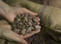 Los precios del cacao se disparan a niveles récords