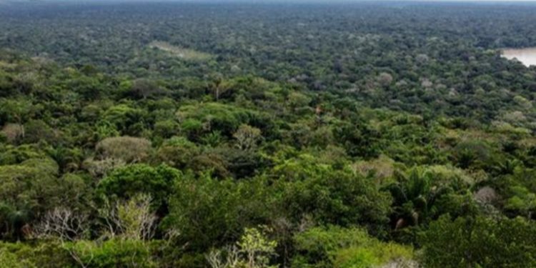 Más de 100 soldados buscan a niños extraviados en Amazonía tras accidente aéreo