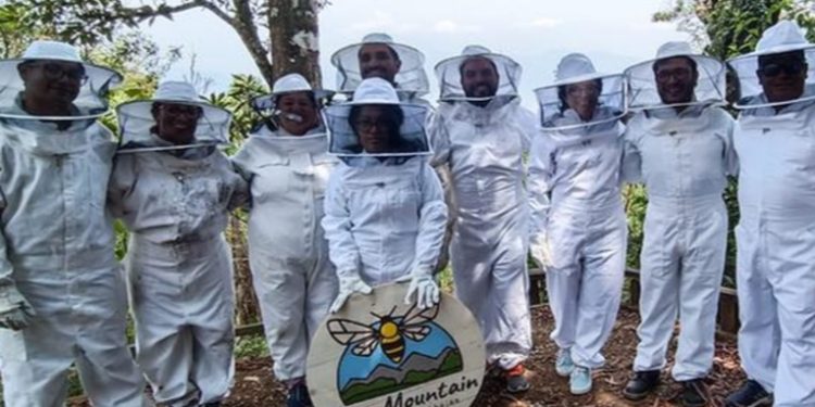 Más de 2,5 millones de abejas salvadas gracias a una iniciativa en Guatemala