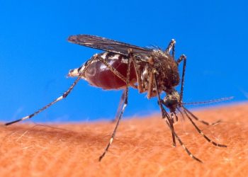 Más de 28 muertes por dengue grave en diciembre, informa el Ministerio de Salud