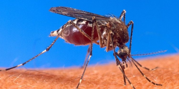 Más de 28 muertes por dengue grave en diciembre, informa el Ministerio de Salud