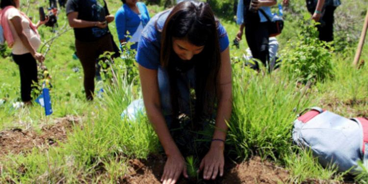 Más de 470 mil árboles fueron sembrados durante el 2020 y este año se busca plantar 1.2 millones