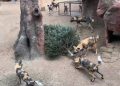 Más de 500 árboles recibieron en el Zoo La Aurora