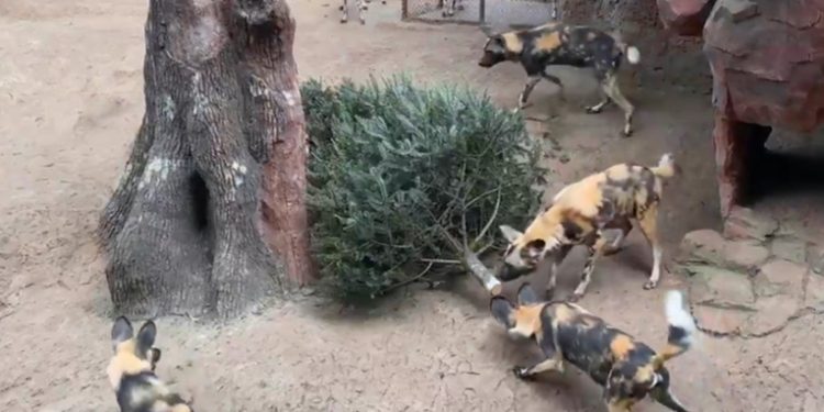 Más de 500 árboles recibieron en el Zoo La Aurora