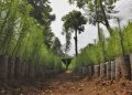 Más de 900 mil árboles serán sembrados en el paí­s