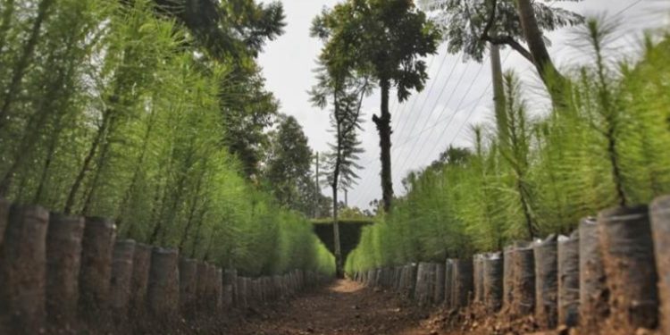 Más de 900 mil árboles serán sembrados en el paí­s