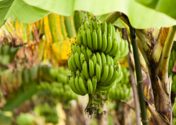 MAGA busca proteger de plagas a los cultivos de banano y plátano en Guatemala
