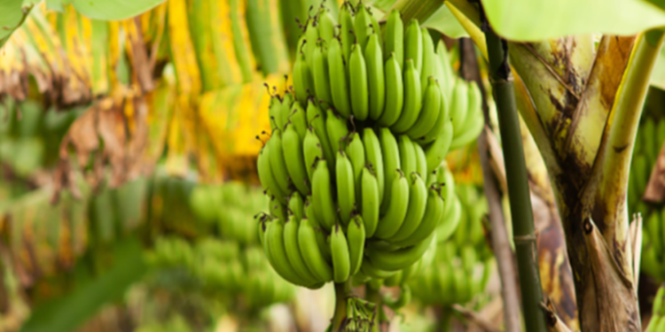 MAGA busca proteger de plagas a los cultivos de banano y plátano en Guatemala