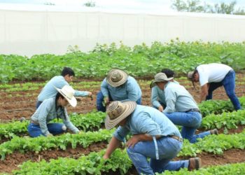 MAGA inicia proceso de información a agricultores para prepararse para el invierno
