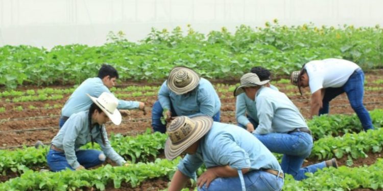MAGA inicia proceso de información a agricultores para prepararse para el invierno