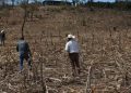 MAGA monitorea 59 municipios por temor a daños en cultivos debido a altas temperaturas