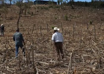 MAGA monitorea 59 municipios por temor a daños en cultivos debido a altas temperaturas
