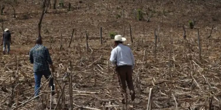 MAGA monitorea 59 municipios por temor a daños en cultivos debido a altas temperaturas