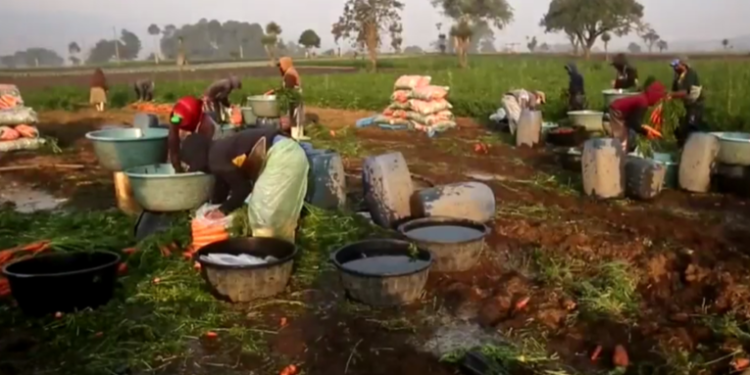 MAGA se prepara para época de frí­o