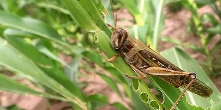 MAGA trabaja en eliminar plaga de langostas en municipios de Petén