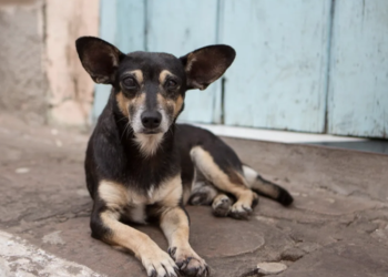 Sobre el envenenamiento de perros, la ley y la reacción de Xelapan