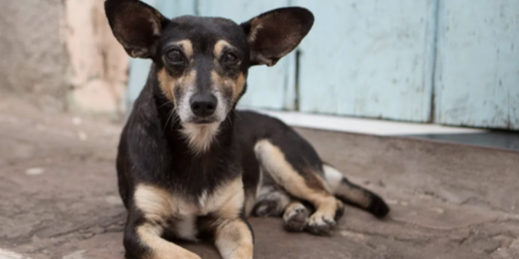 Sobre el envenenamiento de perros, la ley y la reacción de Xelapan