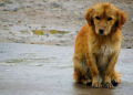 Mascotas son abandonadas en fiestas de fin de año
