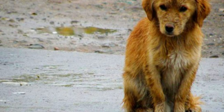 Mascotas son abandonadas en fiestas de fin de año