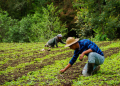 Mejorar los cultivos del país es una de las principales metas según Ministro de Agricultura.
