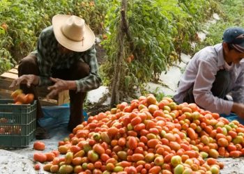 México busca diálogo con EE. UU. sobre aranceles al tomate