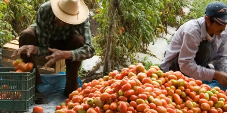 México busca diálogo con EE. UU. sobre aranceles al tomate
