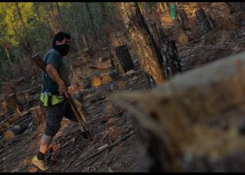México pierde miles de hectáreas de bosques cada año por la tala clandestina