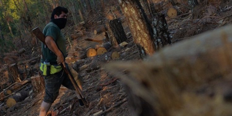 México pierde miles de hectáreas de bosques cada año por la tala clandestina