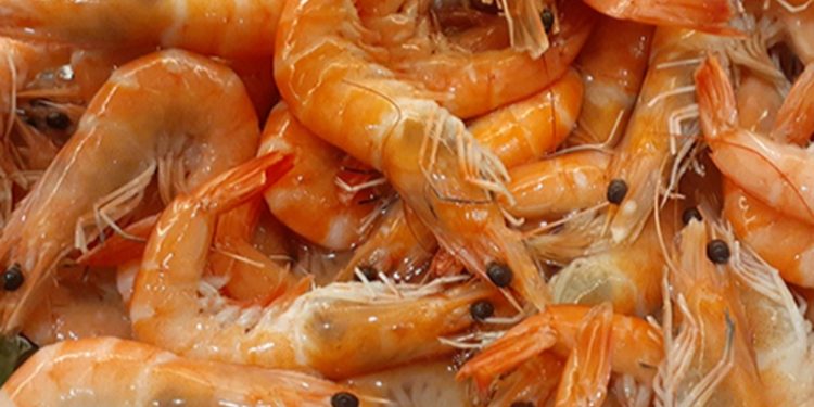 México prohíbe ingreso de camarón centroamericano, alerta Agexport