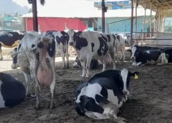 México y EE.UU. buscan reiniciar la exportación de ganado