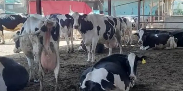 México y EE.UU. buscan reiniciar la exportación de ganado