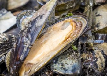 Miles de criaturas marinas mueren tras mortí­fera ola de calor de Canadá