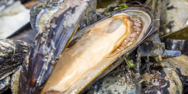 Miles de criaturas marinas mueren tras mortí­fera ola de calor de Canadá