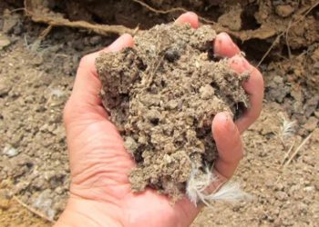 Ministerio de Agricultura adquiere 480 mil quintales de gallinaza para apoyar a agricultores