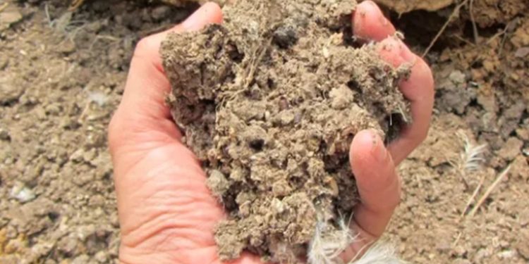 Ministerio de Agricultura adquiere 480 mil quintales de gallinaza para apoyar a agricultores