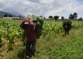 Ministerio de Agricultura advierte de daños a cultivos por posibles lluvias