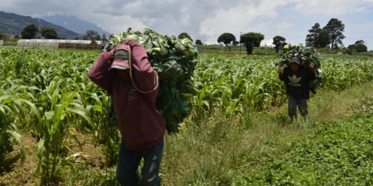 Ministerio de Agricultura advierte de daños a cultivos por posibles lluvias