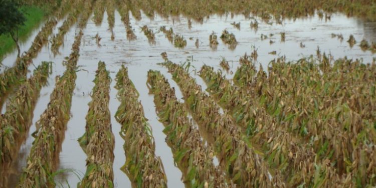 Ministerio de Agricultura alerta sobre cultivos en riesgo por intensas lluvias en varios departamentos