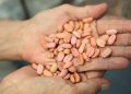 Ministerio de Agricultura distribuye semillas de café a pequeños y medianos agricultores