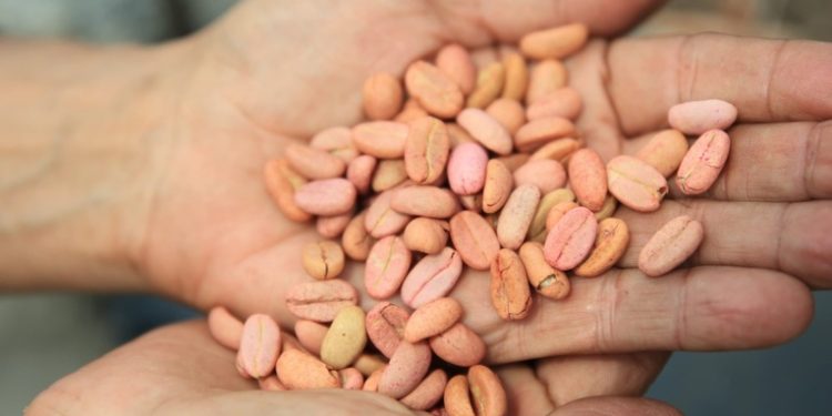 Ministerio de Agricultura distribuye semillas de café a pequeños y medianos agricultores