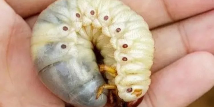 Ministerio de Agricultura establece línea telefónica para reportar casos sospechosos de gusano barrenador