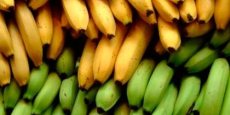 Ministerio de Agricultura implementará medidas sanitarias en ingresos al país