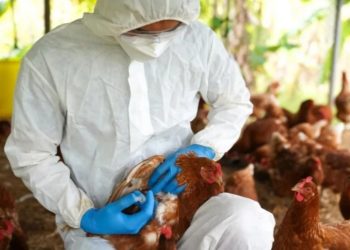 Ministerio de agricultura inicia jornada de vacunación de aves para prevenir la gripe aviar