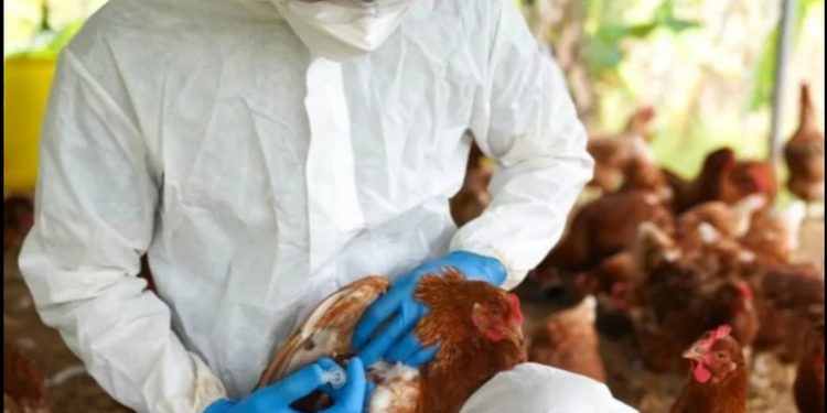 Ministerio de agricultura inicia jornada de vacunación de aves para prevenir la gripe aviar
